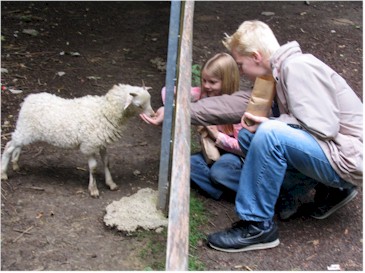 Lammetjes voeren