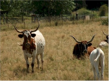 Longhorns