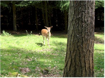 Ree uit het bos