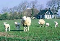 Schapen op Texel