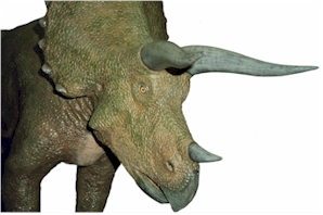 Ttriceratops