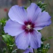 Althea blauw