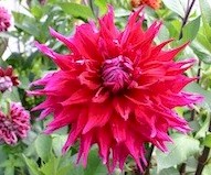 Dahlia