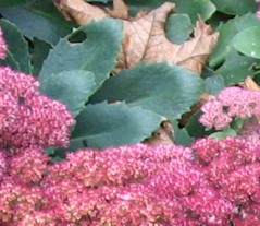 Sedum detail